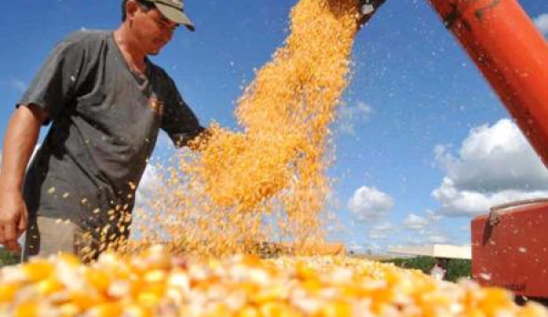 Japão estuda aumentar importação de milho do Brasil Em 2012, o Japão comprou três milhões de toneladas de milho brasileiro, totalizando US$ 814,6 milhões.