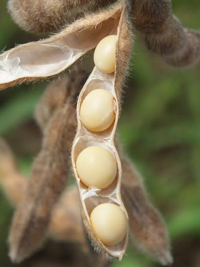 Embrapa e CTPA lançam 5 cultivares de soja Bt para Centro-Oeste na Tecnoshow Comigo Foto: Divulgação
