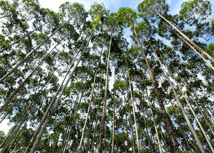 Com 800 mil hectares de eucalipto plantados, MS tem potencial de expansão na silvicultura Foto: Divulgação