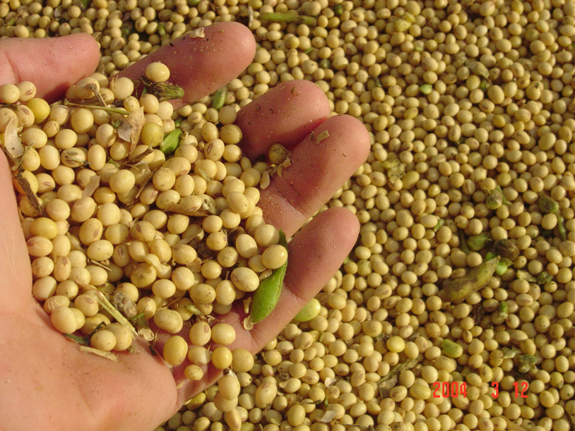 Soja: Colheita avança e confirma alta produtividade na Argentina Foto: Divulgação