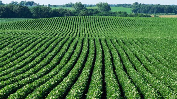 Conservação do solo é pré-requisito para agropecuária brasileira Foto: Divulgação