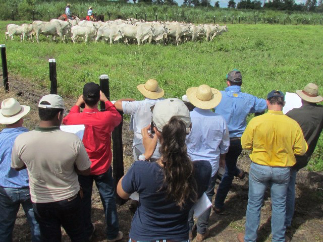 Custo com a pecuária no Pantanal é inferior às demais regiões, afirmam criadores Foto: Divulgação
