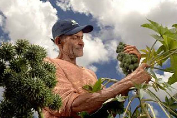 Agricultura familiar fatura R$ 2 bilhões com vendas para o biodiesel Cerca de 104 mil estabelecimentos da agricultura familiar, que envolvem mais de 300 mil pessoas, produzem para 41 usinas distribuídas por todo país
