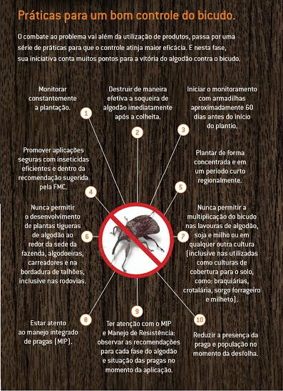 Chapadão do Sul recebe alerta sobre surtos de Bicudo nas lavouras de algodão Chapadão do Sul recebe alerta sobre surtos de Bicudo nas lavouras de algodão