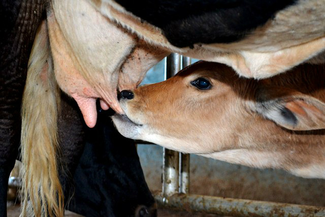 Manejo alimentar eficiente eleva potencial lacto produtivo de bezerras Foto: Divulgação