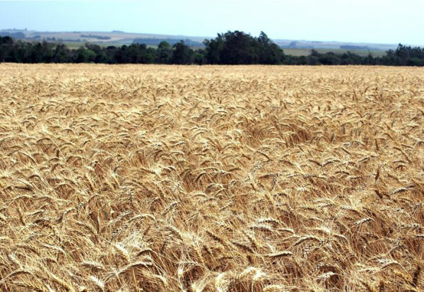 Produção brasileira de trigo deve ter recuo de 25,7% em relação a 2012 Produção está estimada em 4,30 milhões de toneladas.Foto: Eduardo Ongaro / Canal Rural