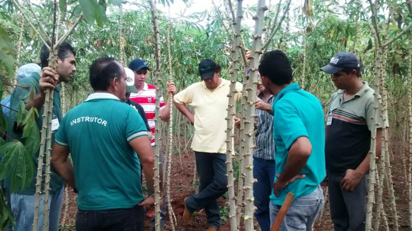 Capacitação oferecida pelo Senar/MS em Cultivo de Mandioca realizada em Dourados (MS)