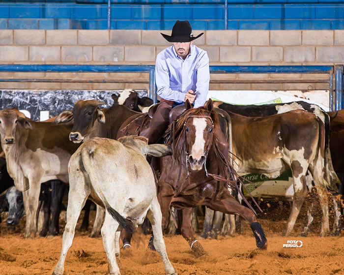 Importados dos Estados Unidos, equinos serão leiloados em MS Foto: Divulgação