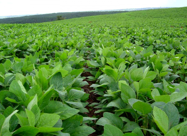 Agro Amazônia lança fertilizante exclusivo no Centro-Oeste A Agronomia utiliza um conceito muito difundido em fertilidade e nutrição, o conceito do barril.Foto: Divulgação