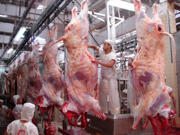 Abate de bovinos sobe 16% em Mato Grosso do Sul Um dos prováveis motivos deste aumento é a mudança do perfil do produtor. Foto: Agronews