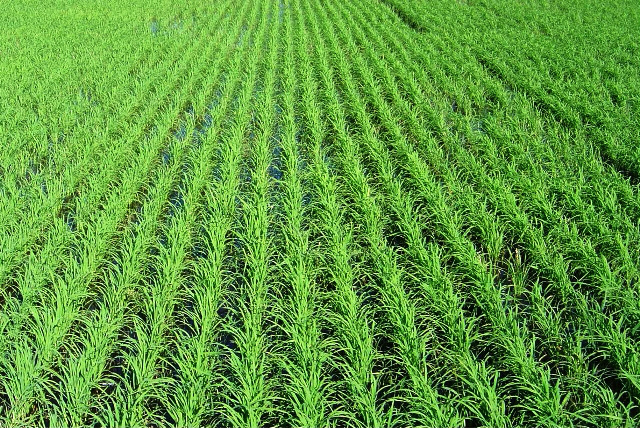 Quase o dobro do arroz produzido só com a metade da água na irrigação Foto: Divulgação