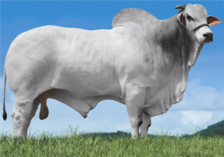 Inseminação artificial é um dos pilares para bom desempenho dos gados de corte e de leite Jeru FIV Brumado