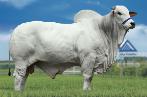 Inseminação artificial é um dos pilares para bom desempenho dos gados de corte e de leite Alarme EDTO