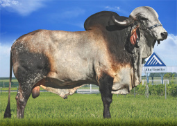 Inseminação artificial é um dos pilares para bom desempenho dos gados de corte e de leite Hargo TE Kubera