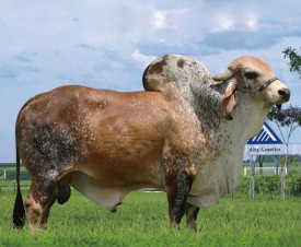 Inseminação artificial é um dos pilares para bom desempenho dos gados de corte e de leite Faraó FIV de Brasília