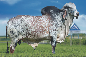 Inseminação artificial é um dos pilares para bom desempenho dos gados de corte e de leite Midas FIV Kubera