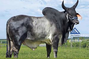 Inseminação artificial é um dos pilares para bom desempenho dos gados de corte e de leite Escoteiro FIV –Uniube