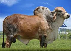 Inseminação artificial é um dos pilares para bom desempenho dos gados de corte e de leite NitoParitins do JOA