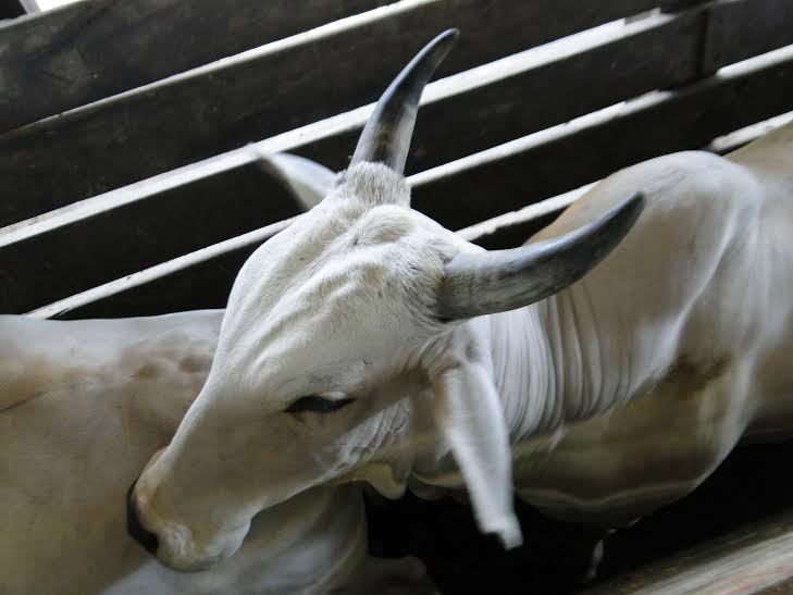 A quantificação da pecuária no Pantanal do MS Foto: Divulgação