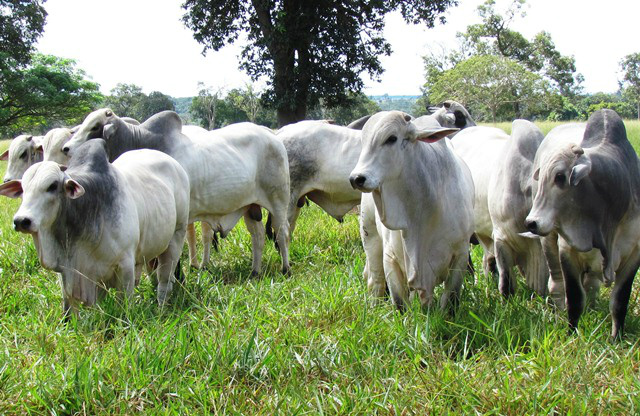 Criadores realizam 1º Leilão da linhagem Lemgruber de MS e ofertam 100 touros Foto: Divulgação