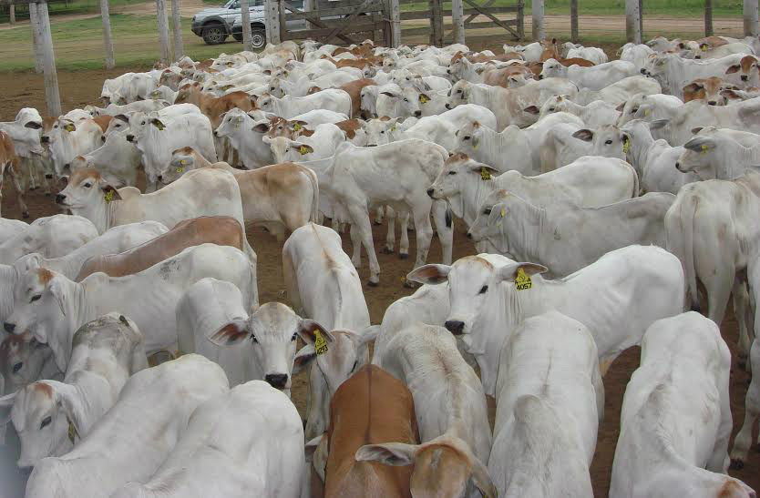 Produção pecuária intensiva no Pantanal Foto: Divulgação
