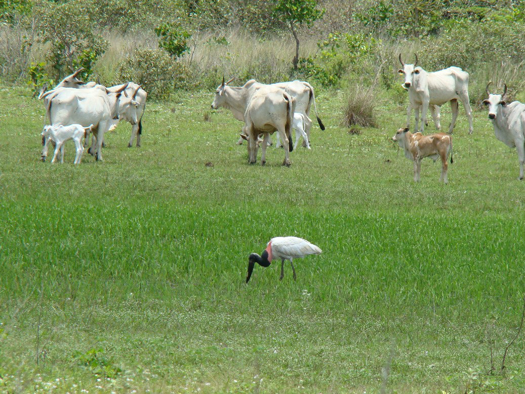 A quantificação da pecuária no Pantanal do MS Foto: Divulgação
