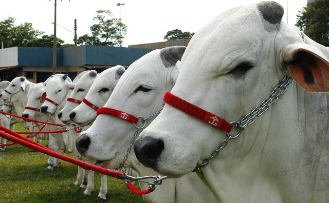 Nelore MS realiza julgamento de 300 animais em Dourados durante a Expoagro 2015 Foto: Divulgação