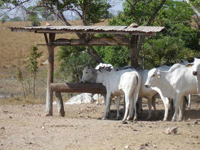 Os benefícios da suplementação correta na recria do bezerro Foto: Divulgação