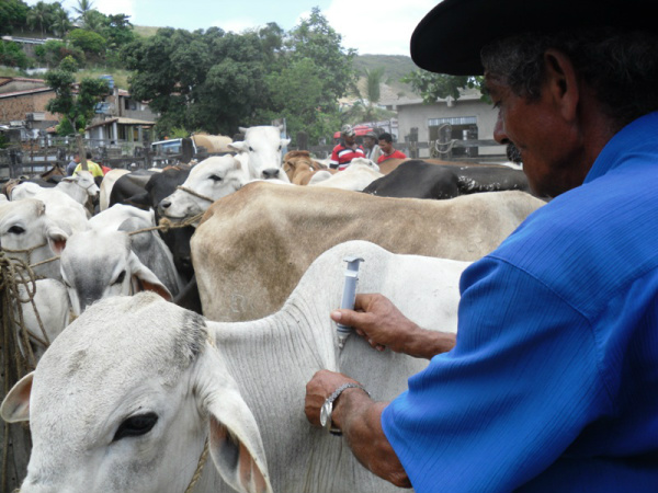 Brasil avança para obter status de país livre de febre aftosa No Brasil, 89% do rebanho de bovinos e bubalinos, ou 185 milhões de cabeças, está em zona livre de febre aftosa. Foto:UFRB