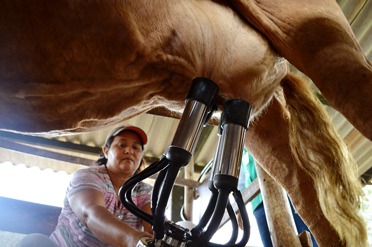 MS é o 13º maior produtor de leite do País e conta atualmente com 24 mil produtores rurais em atividade
