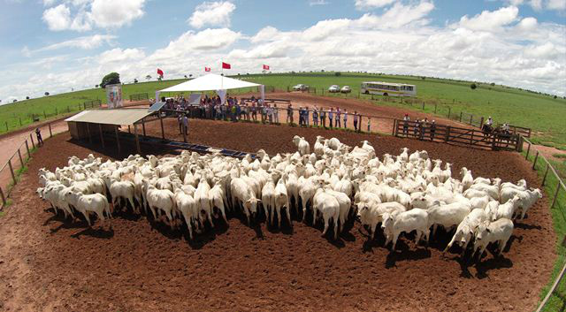 Valorização do bezerro de MS em 28% estimula comercialização em atacado Foto: Divulgação