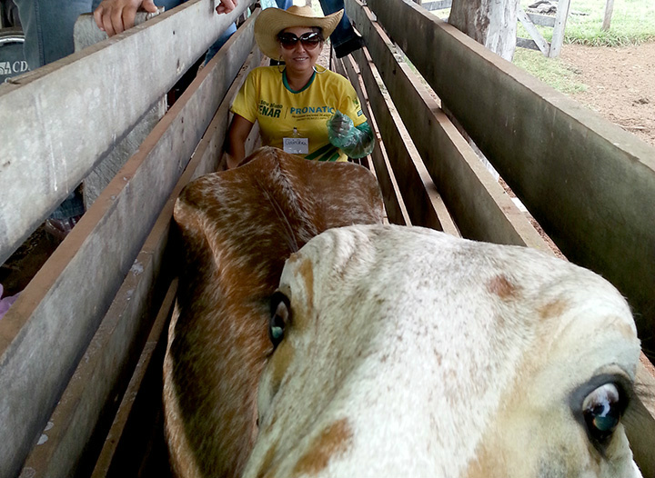 Treinamento do Senar/MS prepara instrutores para atendimento a alunos com deficiência Ana Maria Fautisno participou do curso oferecido pelo Senar/MS e Pronatec Agro, voltado a bovinocultura de leite