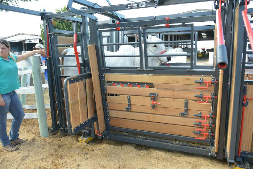 Julgamento de raças vai até domingo Preparação e pesagem dos animais para o julgamento de raças