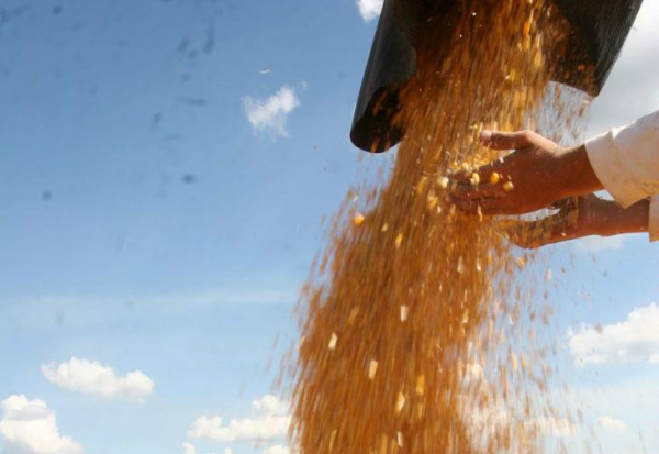 Primeiro leilão de compra de milho negocia todos os lotes Próximo leilão está previsto para a primeira quinzena de abril.Foto: Raquel Heidrich / Agencia RBS