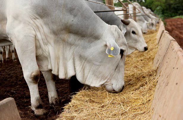 Valor bruto da produção agropecuária soma R$ 456,4 bilhões Foto: Divulgação