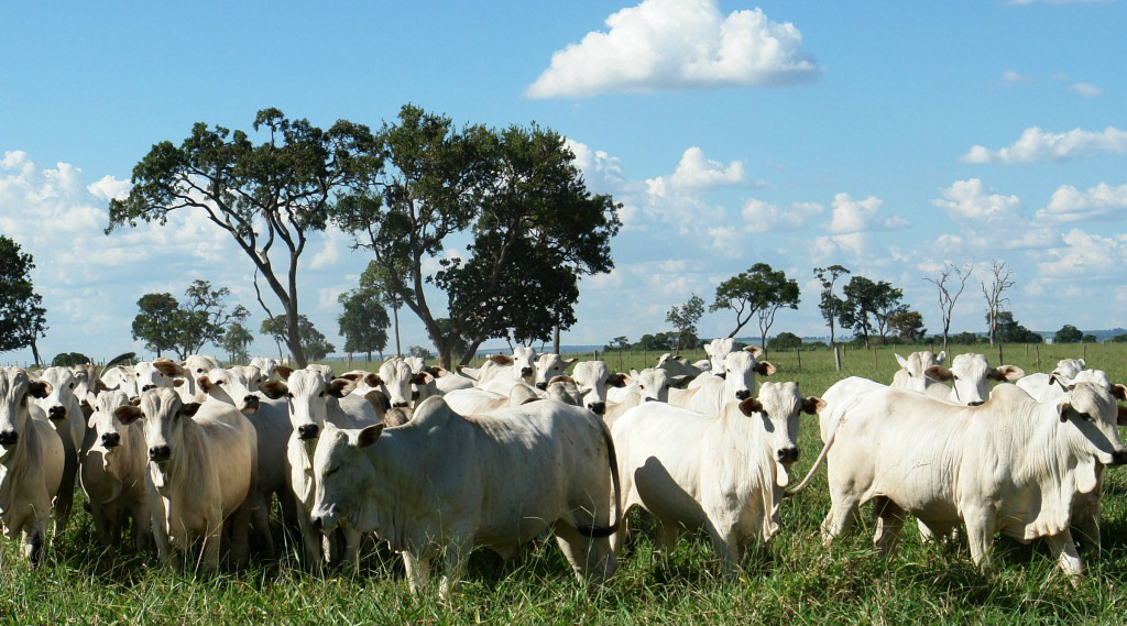 Bovinos, soja e cana alavancam alta no valor da produção agro em MS Foto: Divulgação