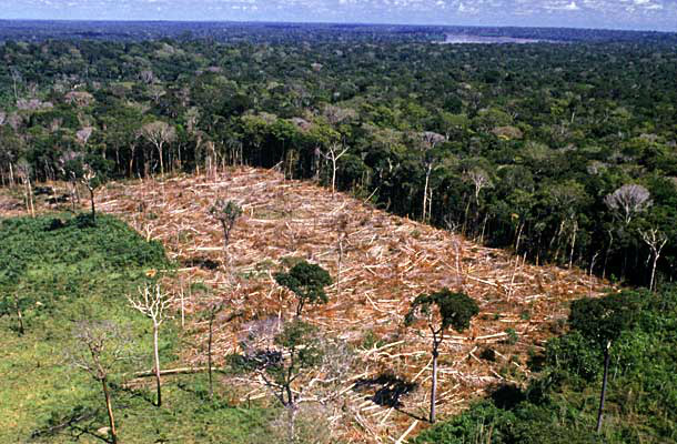 GTPS realiza workshop sobre Redução das Emissões por Desmatamento Florestal Foto: Divulgação
