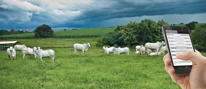 Aplicativo calcula impacto ambiental da produção de gado leiteiro Foto: Divulgação