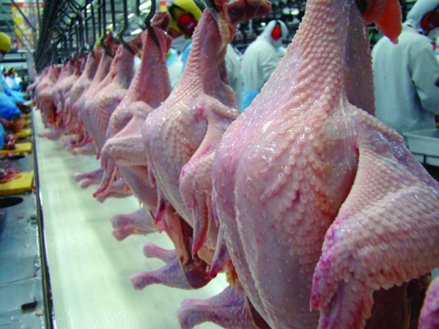 Desempenho do frango abatido é ligeiramente superior ao do vivo Foto: Divulgação
