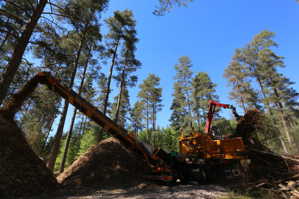 Disponibilidade de madeira potencializa negócios com biomassa em MS Foto: Divulgação
