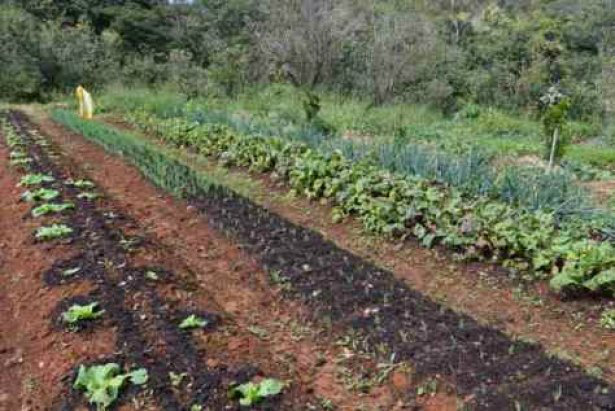 Produtores de orgânicos começam a investir em vendas pela internet Foto: Divulgação