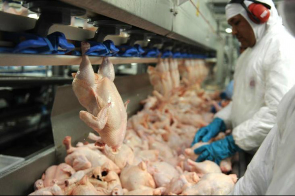 Canadá retoma comércio de estabelecimentos brasileiros Atualmente, o Brasil possui 45 estabelecimentos de aves habilitados a exportar para o Canadá.