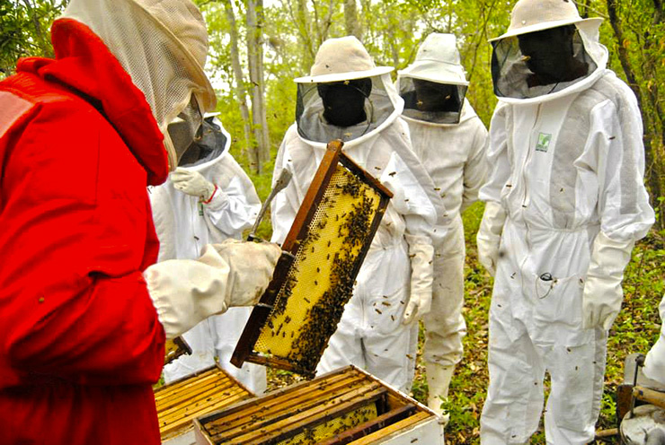 Símbolo do desenvolvimento sustentável, apicultura tem potencial de expansão em MS Foto: Divulgação