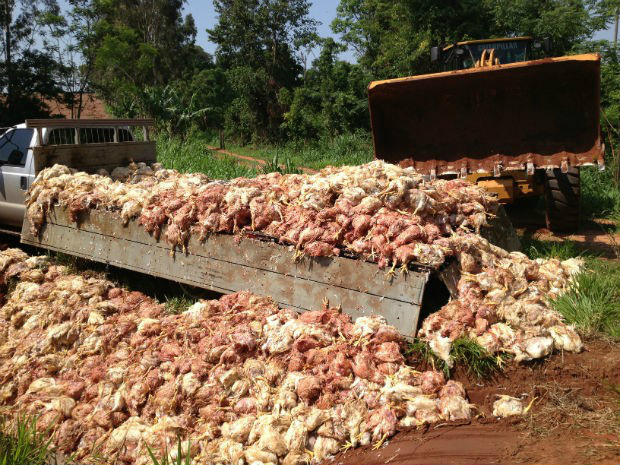 Incêndio mata 16,6 mil aves em propriedade rural Os bombeiros controlaram as chamas e realizaram rescaldo no local. A causa do incêndio ainda é desconhecida. Foto: Ilustração