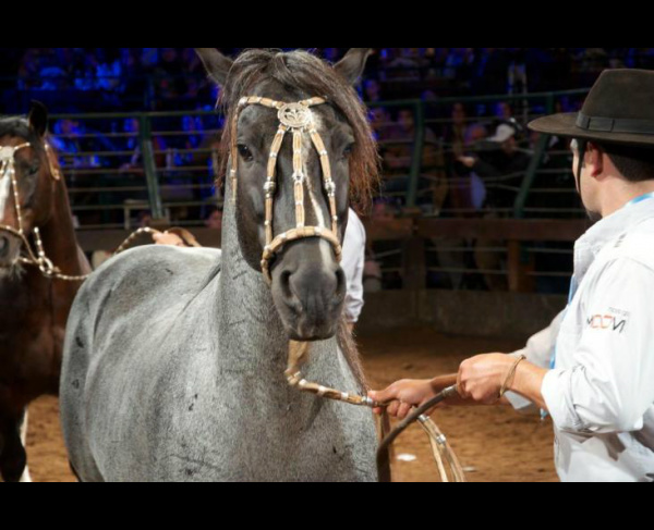 Mercado para o cavalo crioulo cresce no Brasil A expectativa é de alta de até 20% em volume de animais vendidos e valores. Fot: Ilustração