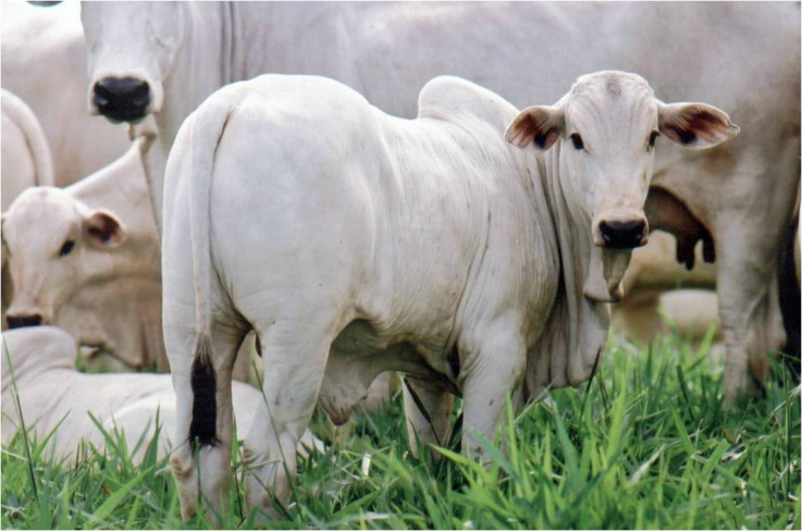 Preços das arrobas do boi e da vaca caem 1% em MS no mês de maio Foto: Divulgação