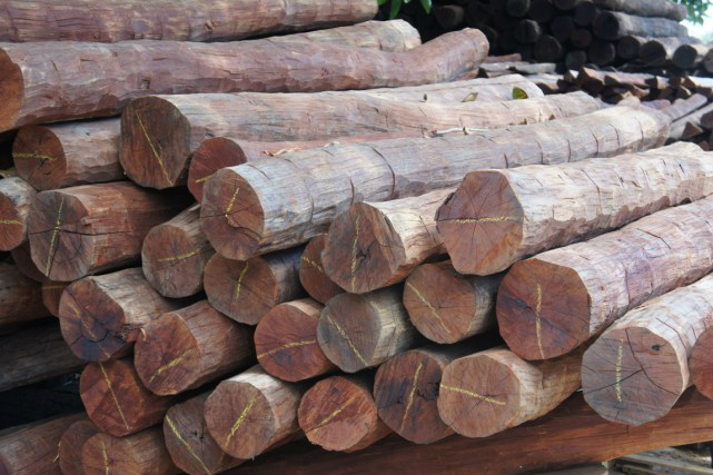 Exportação de madeira contribui para superávit da balança comercial brasileira Foto: Divulgação