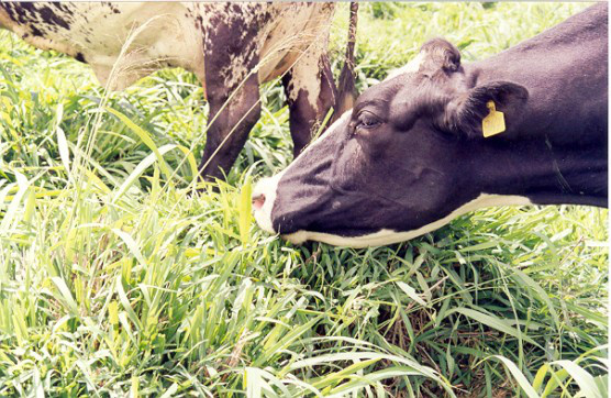 Forrageiras de inverno são alternativas para melhorar dieta animal nesta época Foto: Divulgação