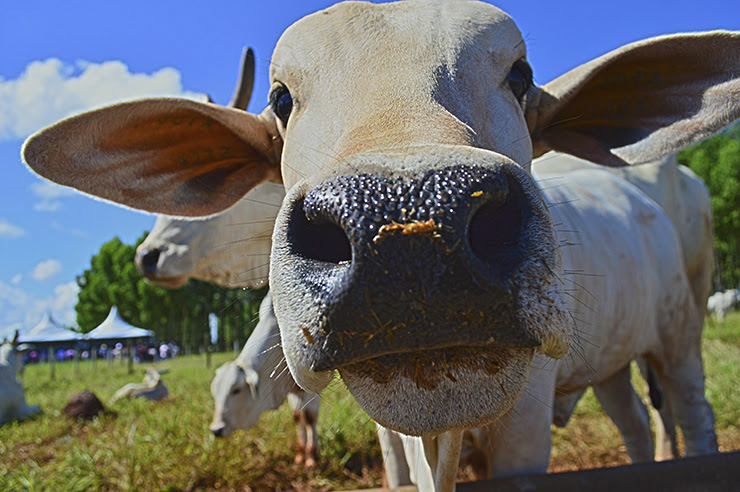 ExpoCorte 2015: conceito prevê abate com 21 arrobas em 24 meses Foto: Divulgação
