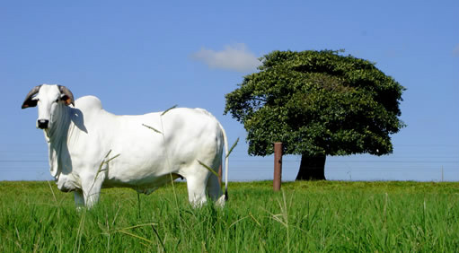 Valor Bruto da Produção Agropecuária em 2015 é de R$ 459,4 bi Foto: Divulgação